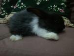 Mixed Angora - Angora Rabbit + Lionhead Rabbit