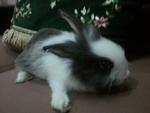 Mixed Angora - Angora Rabbit + Lionhead Rabbit