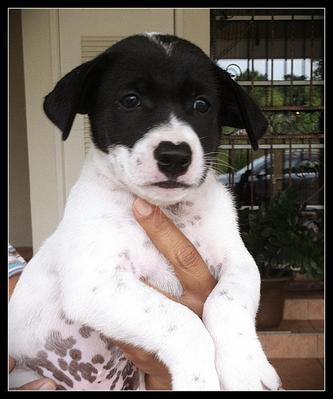 Zorra@sunday - Terrier Mix Dog