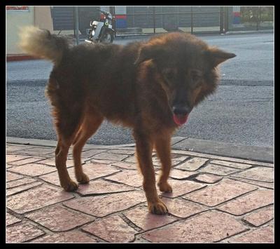 Jimmy - Spitz + Border Collie Dog