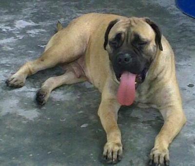 PF35921 - Bullmastiff Dog