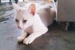 Snowy (Batu Pahat, Johor) - American Shorthair Cat