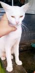 Snowy (Batu Pahat, Johor) - American Shorthair Cat