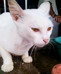 Snowy (Batu Pahat, Johor) - American Shorthair Cat