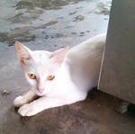 Snowy (Batu Pahat, Johor) - American Shorthair Cat