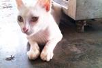 Snowy (Batu Pahat, Johor) - American Shorthair Cat