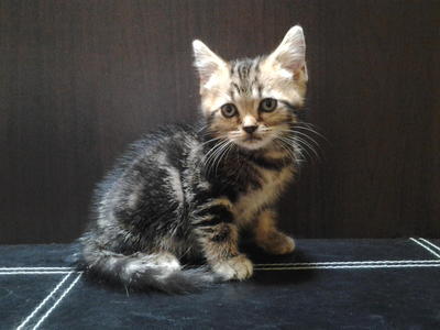 American Short Hair Kittens - American Shorthair Cat