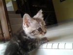 American Short Hair Kittens - American Shorthair Cat