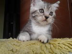 American Short Hair Kittens - American Shorthair Cat