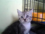 American Short Hair Kittens - American Shorthair Cat