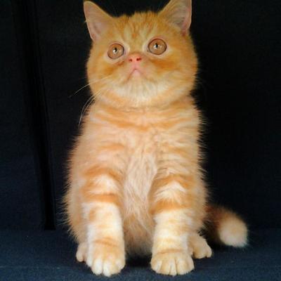 Male Exotic Kitten - Exotic Shorthair Cat