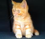 Male Exotic Kitten - Exotic Shorthair Cat