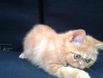 Male Exotic Kitten - Exotic Shorthair Cat