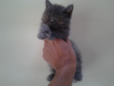 Female Exotic Kitten - Exotic Shorthair Cat