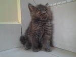 Female Exotic Kitten - Exotic Shorthair Cat