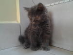 Female Exotic Kitten - Exotic Shorthair Cat