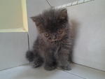 Female Exotic Kitten - Exotic Shorthair Cat