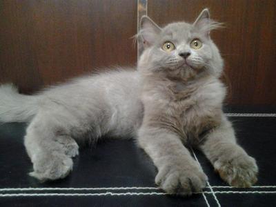 Cute Female Blue Kitten - Domestic Long Hair + Persian Cat