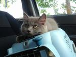 Cute Female Blue Kitten - Domestic Long Hair + Persian Cat