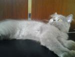 Cute Female Blue Kitten - Domestic Long Hair + Persian Cat