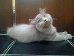 Cute Female Blue Kitten - Domestic Long Hair + Persian Cat