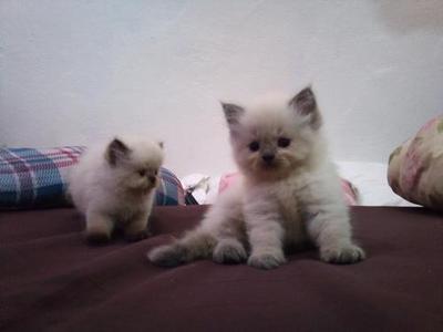 Bubu - Himalayan + Persian Cat