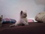 Bubu - Himalayan + Persian Cat