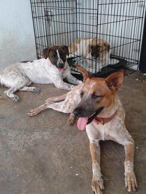 Spayed Dog For Adoption - Mixed Breed Dog