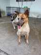 Spayed Dog For Adoption - Mixed Breed Dog