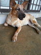 Spayed Dog For Adoption - Mixed Breed Dog