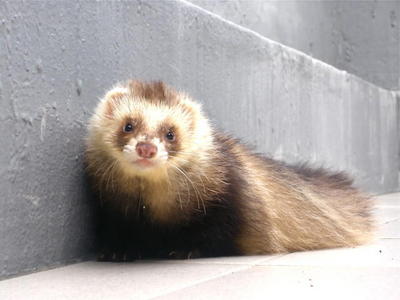 Standard/half Angora/angora Ferrets - Ferret Small & Furry