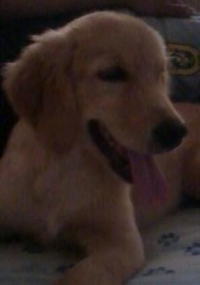 Kiki  - Golden Retriever Dog