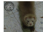 Angora Ferret (Very Rare) - Ferret Small & Furry