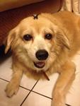 Sandy - Mixed Breed Dog