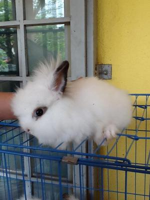 Teddybear - Angora Rabbit Rabbit