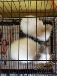 Teddybear - Angora Rabbit Rabbit