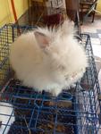 Teddybear - Angora Rabbit Rabbit