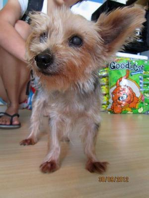 Kiki - Silky Terrier Dog