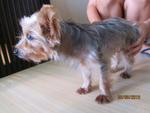 Kiki - Silky Terrier Dog