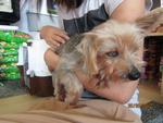 Kiki - Silky Terrier Dog