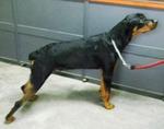 Barva - Rottweiler Dog