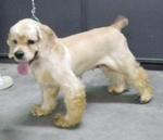 Curly - Cocker Spaniel Dog