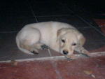 Rocky - Golden Retriever Dog