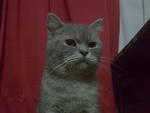 Lola - British Shorthair Cat