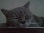 Lola - British Shorthair Cat