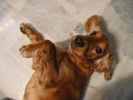 Baby - Cocker Spaniel Dog