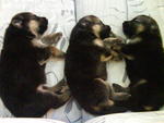 Gsd Puppies For Sale!! - German Shepherd Dog Dog