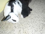 Pepsi And Marbles - Angora Rabbit Rabbit