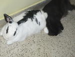 Pepsi And Marbles - Angora Rabbit Rabbit