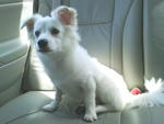 Totti - Pomeranian + Jack Russell Terrier Dog